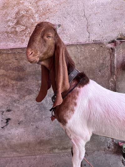 Baby goat
