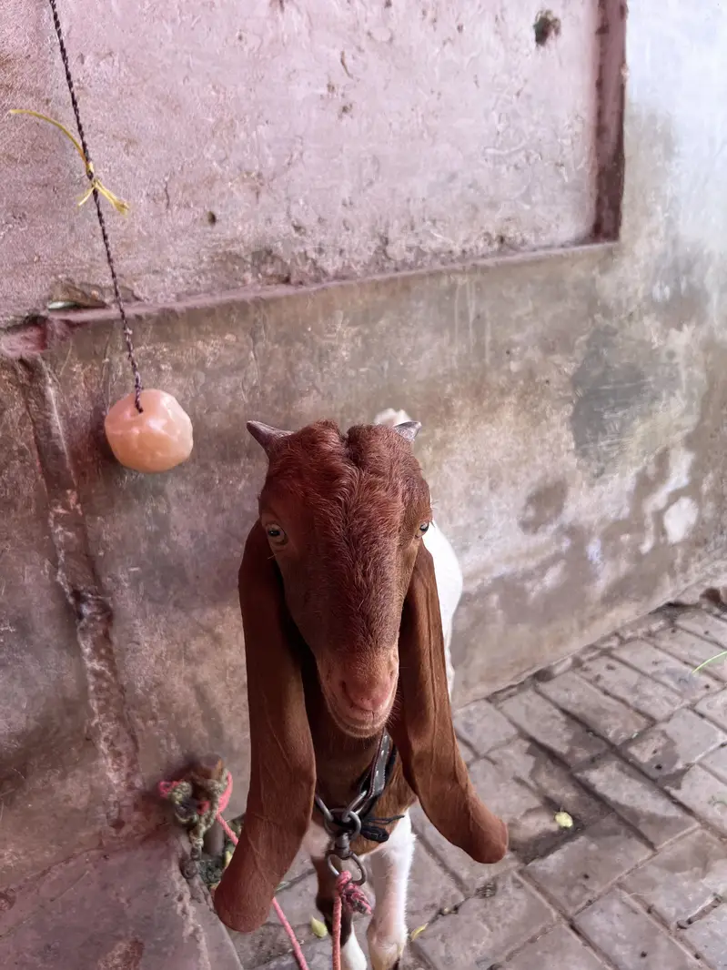 Baby goat — photo 2