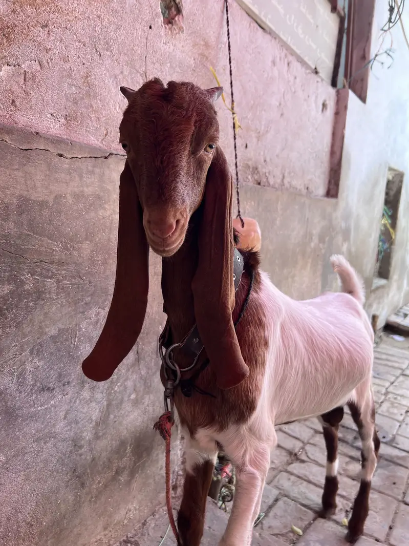 Baby goat — photo 3