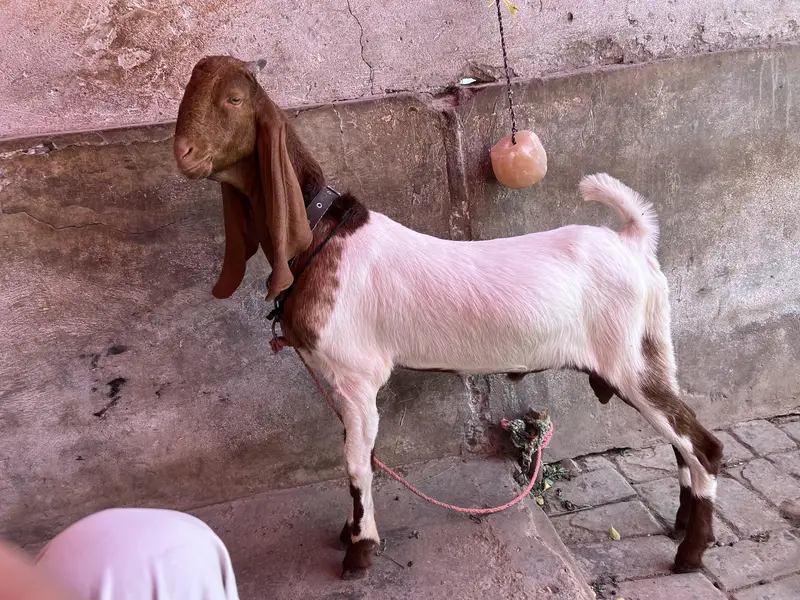 Baby goat — photo 4