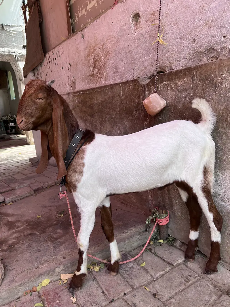 Baby goat — photo 5