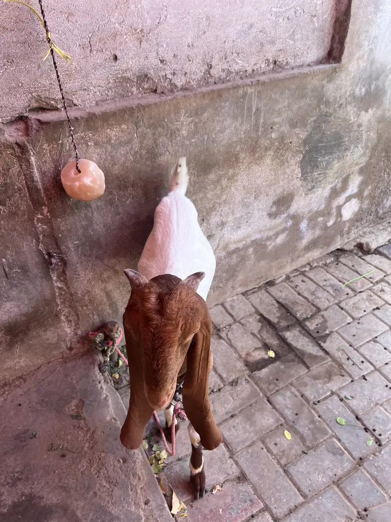 Baby goat — photo 6