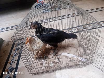 Chicken chicks 4/3 months