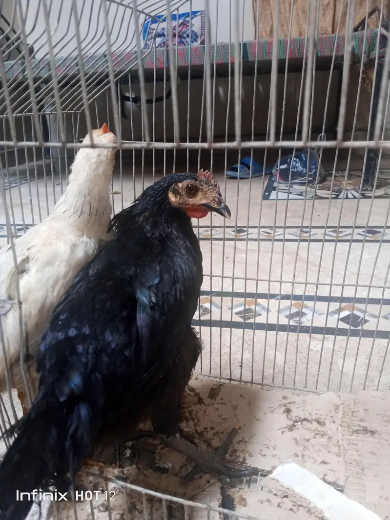 Chicken chicks 4/3 months — photo 3