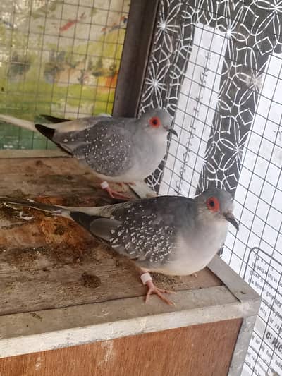Beautiful diamond dove pair