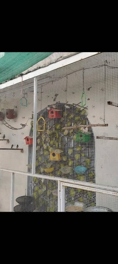 Sparrows for sale
