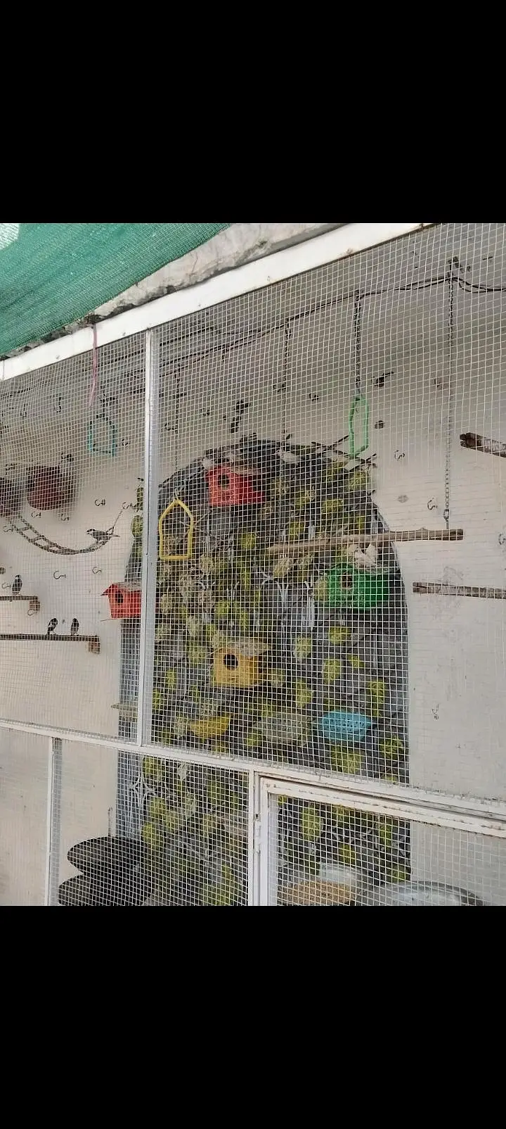 Sparrows for sale