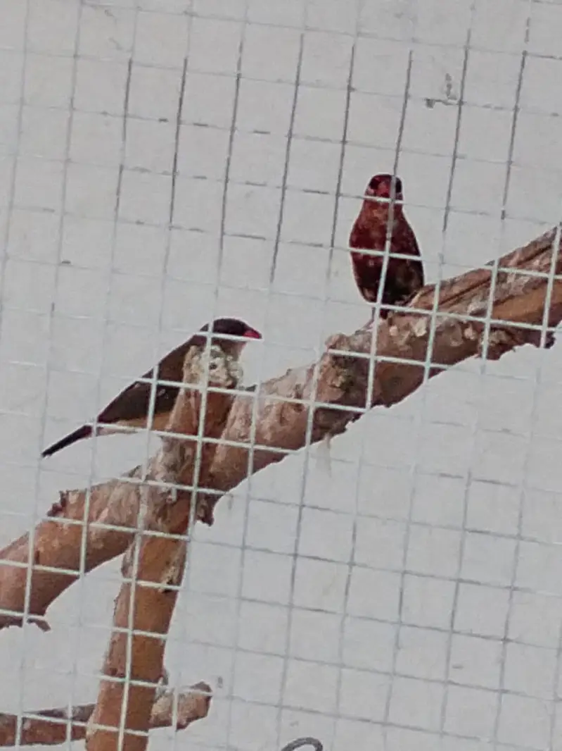 Sparrows for sale — photo 3