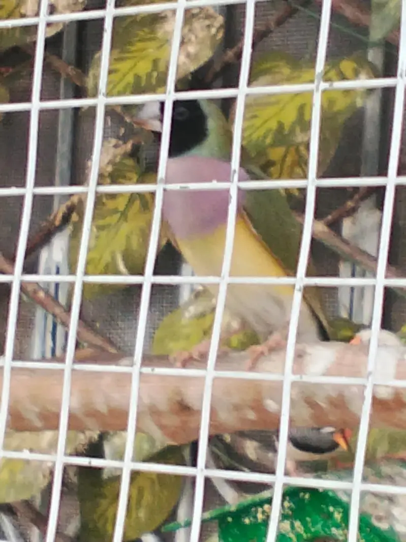 Sparrows for sale — photo 4