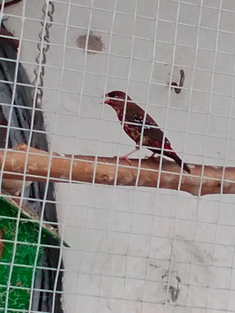 Sparrows for sale — photo 5