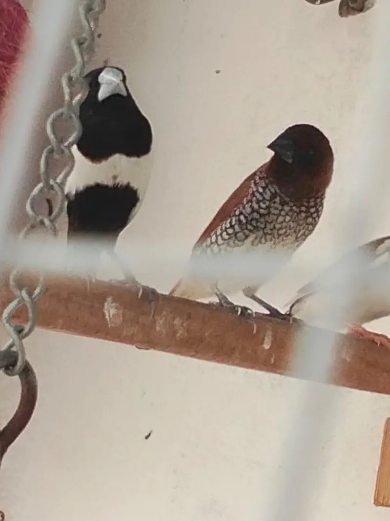Sparrows for sale — photo 8