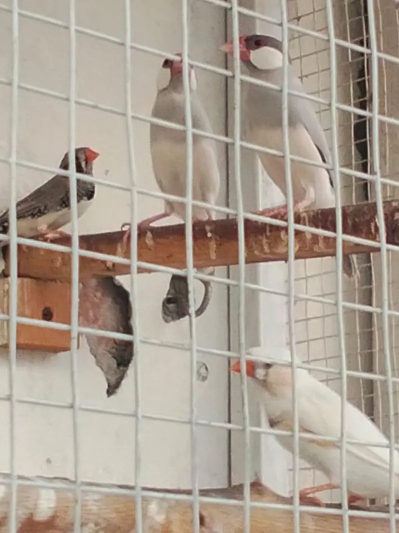 Sparrows for sale — photo 9