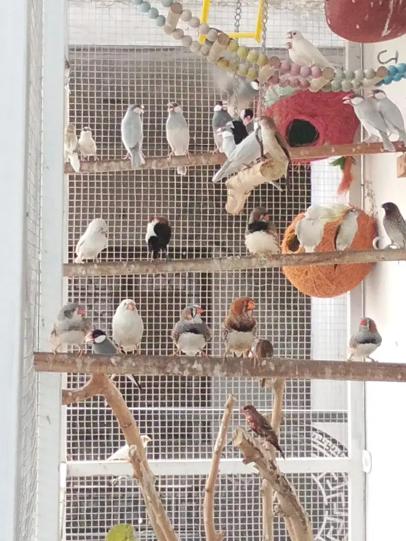 Sparrows for sale — photo 10