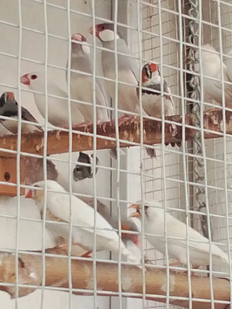 Sparrows for sale — photo 11