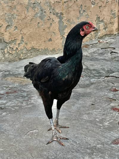 Aseel lasani pure