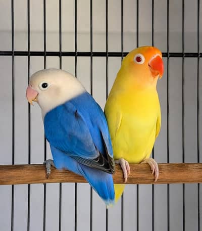 Top Quality Love birds Blue Opaline x Creamino Breeder Pair With DNA