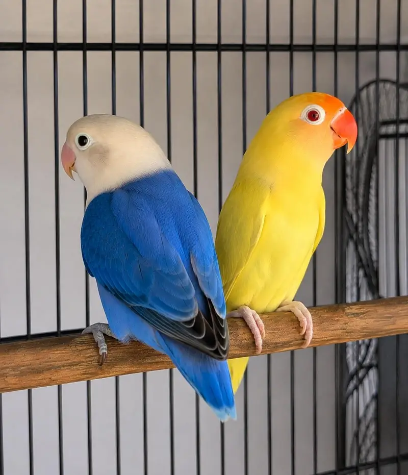 Top Quality Love birds Blue Opaline x Creamino Breeder Pair With DNA — photo 2