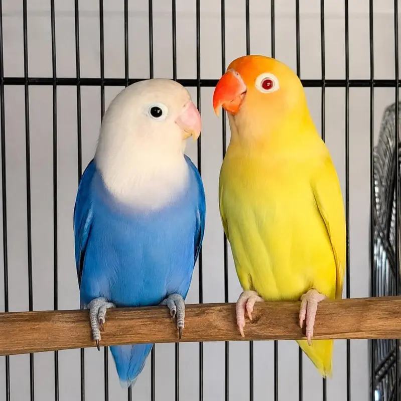 Top Quality Love birds Blue Opaline x Creamino Breeder Pair With DNA — photo 3