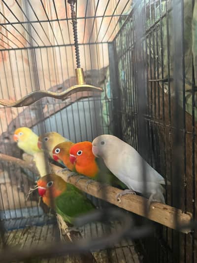 love birds for sale