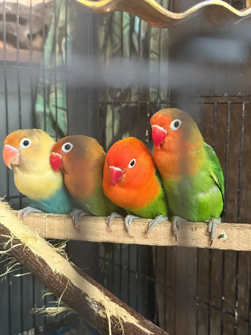 love birds for sale — photo 2