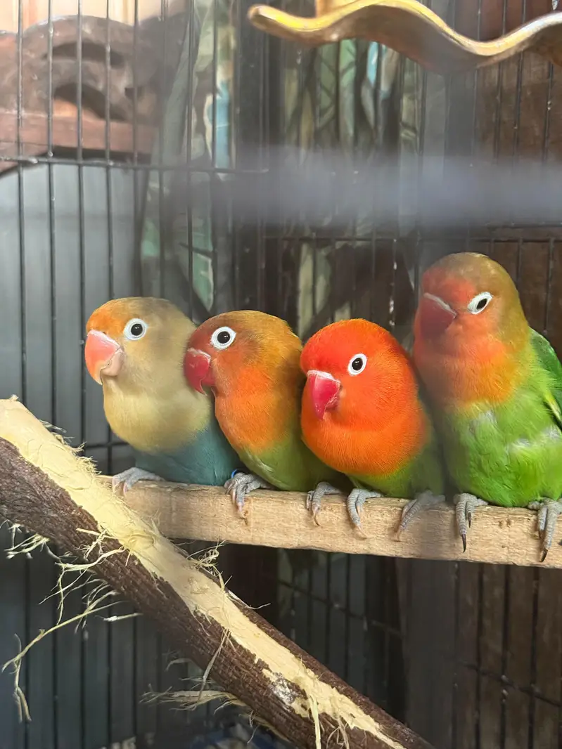 love birds for sale — photo 3