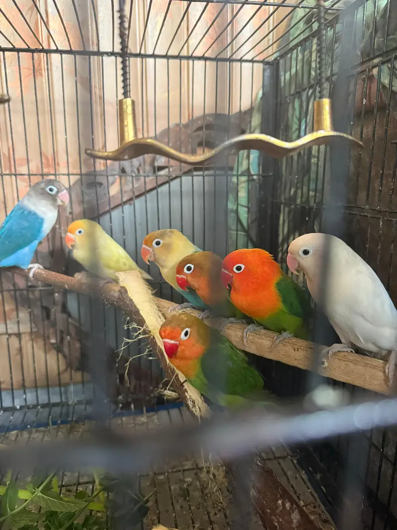 love birds for sale — photo 4
