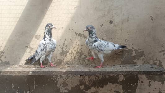 تصویر والا جوڑا بہت خوبصورت جس نے لینا ہو ربتا کر لے