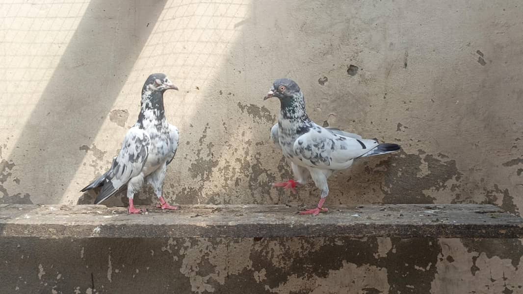 تصویر والا جوڑا بہت خوبصورت جس نے لینا ہو ربتا کر لے 0