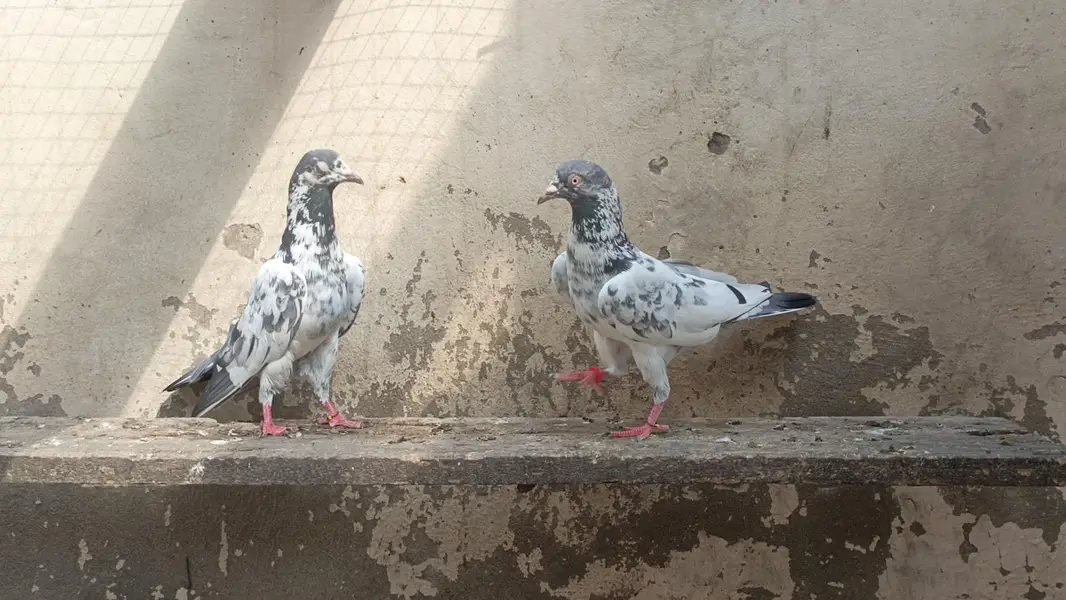 تصویر والا جوڑا بہت خوبصورت جس نے لینا ہو ربتا کر لے