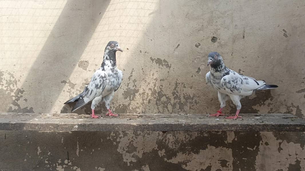 تصویر والا جوڑا بہت خوبصورت جس نے لینا ہو ربتا کر لے 1