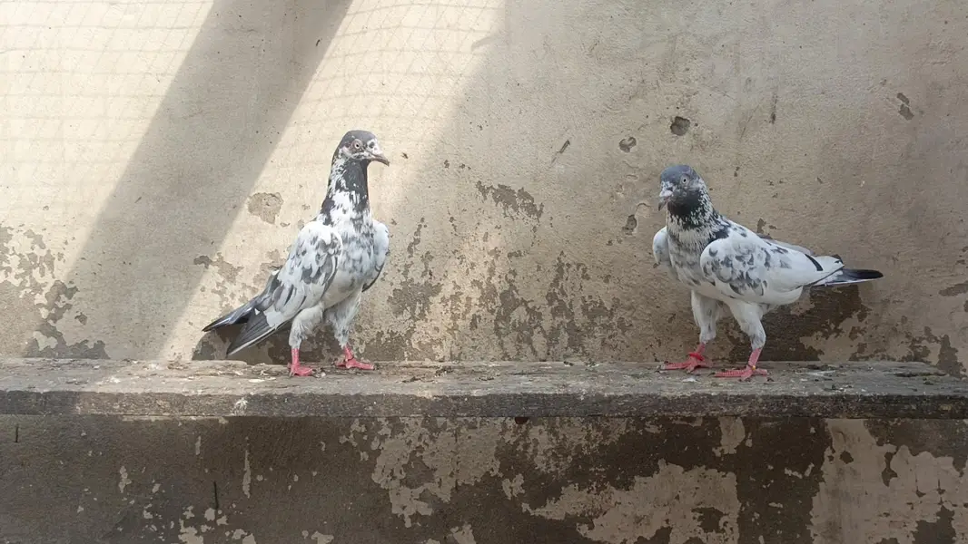 تصویر والا جوڑا بہت خوبصورت جس نے لینا ہو ربتا کر لے — photo 2