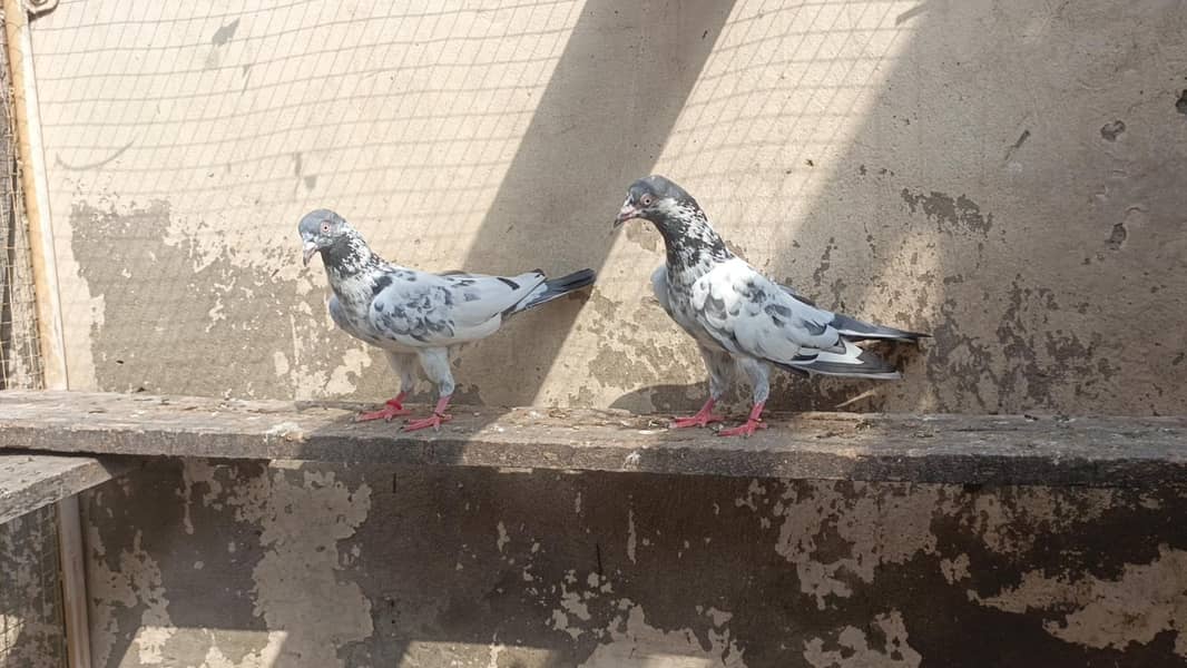 تصویر والا جوڑا بہت خوبصورت جس نے لینا ہو ربتا کر لے 2