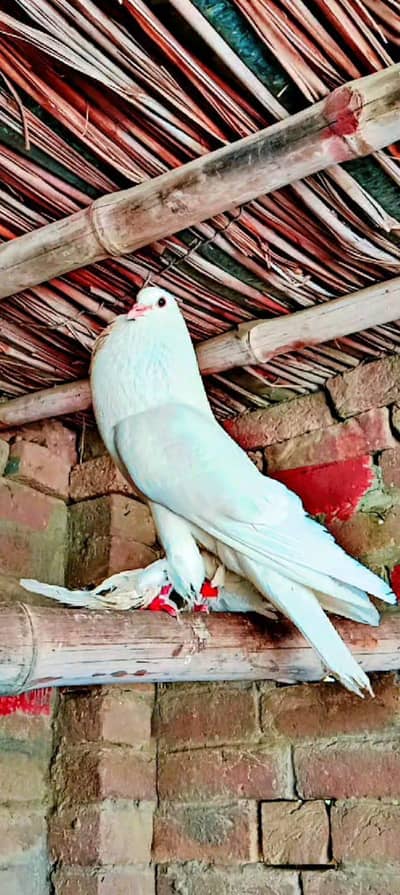 Gubara Breeder pair available Healthy and active