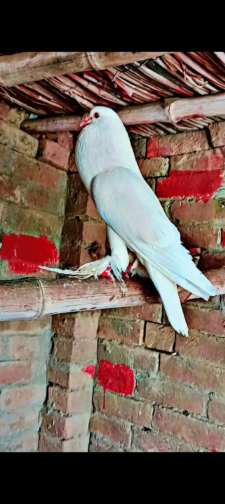 Gubara Breeder pair available Healthy and active — photo 2