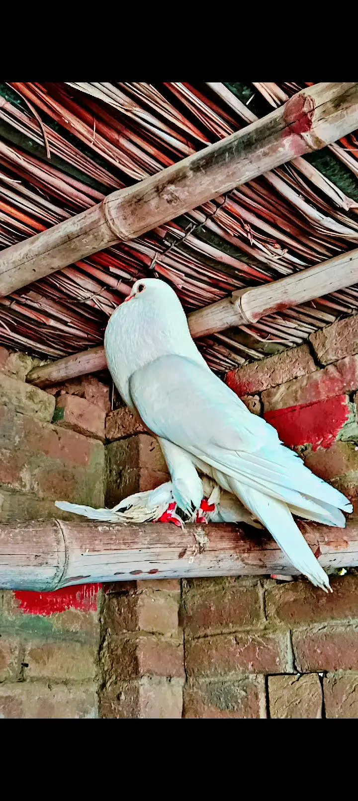 Gubara Breeder pair available Healthy and active — photo 3