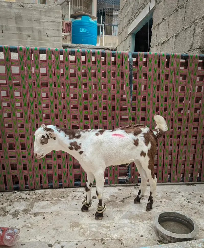top quality lal abluck Teddy male — photo 3