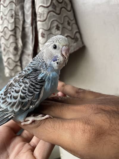 Under size bajrie