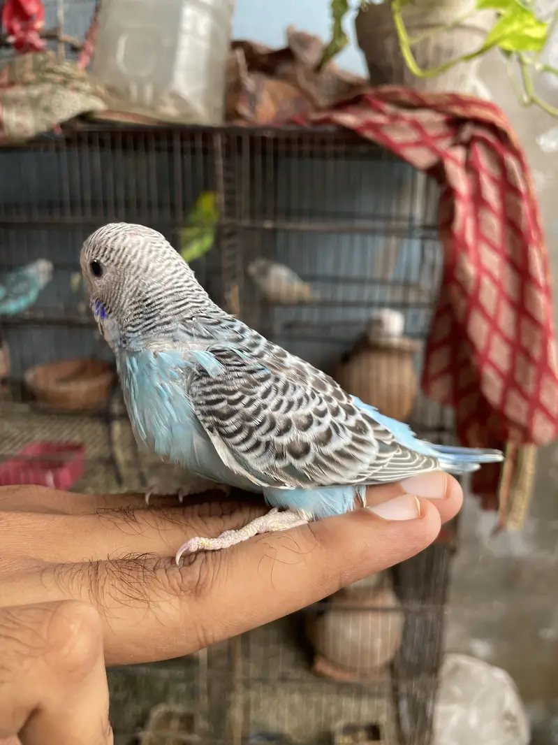Under size bajrie — photo 2
