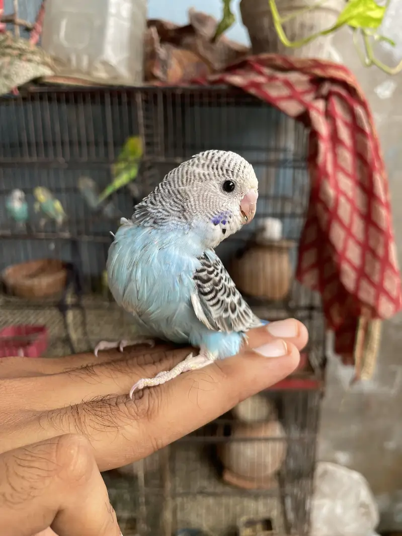 Under size bajrie — photo 3