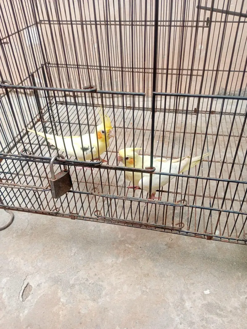 Cocktail confirm male female pair — photo 2