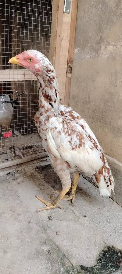 High quality Cheeni aseel madi