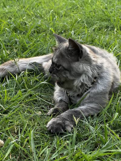 Pure persian punch face female