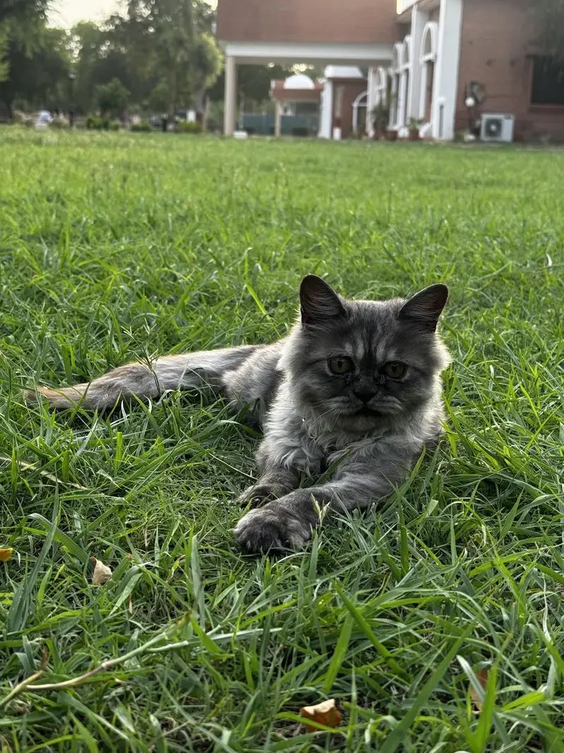 Pure persian punch face female — photo 2