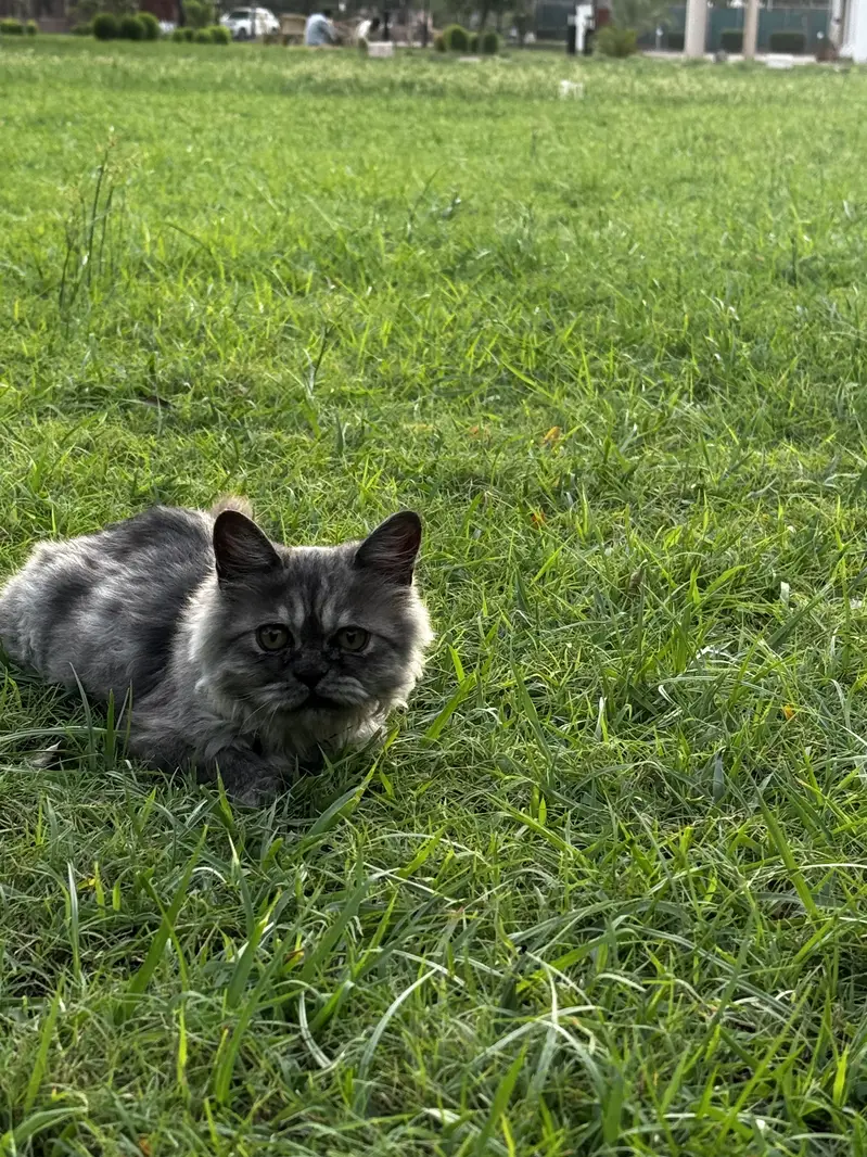 Pure persian punch face female — photo 3