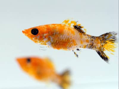 Molly Mix Colour Fishes for sale in Lahore