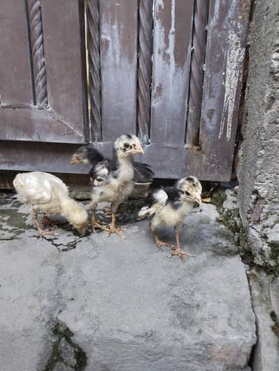 aseel quality chicks for sale only serious buyers contact