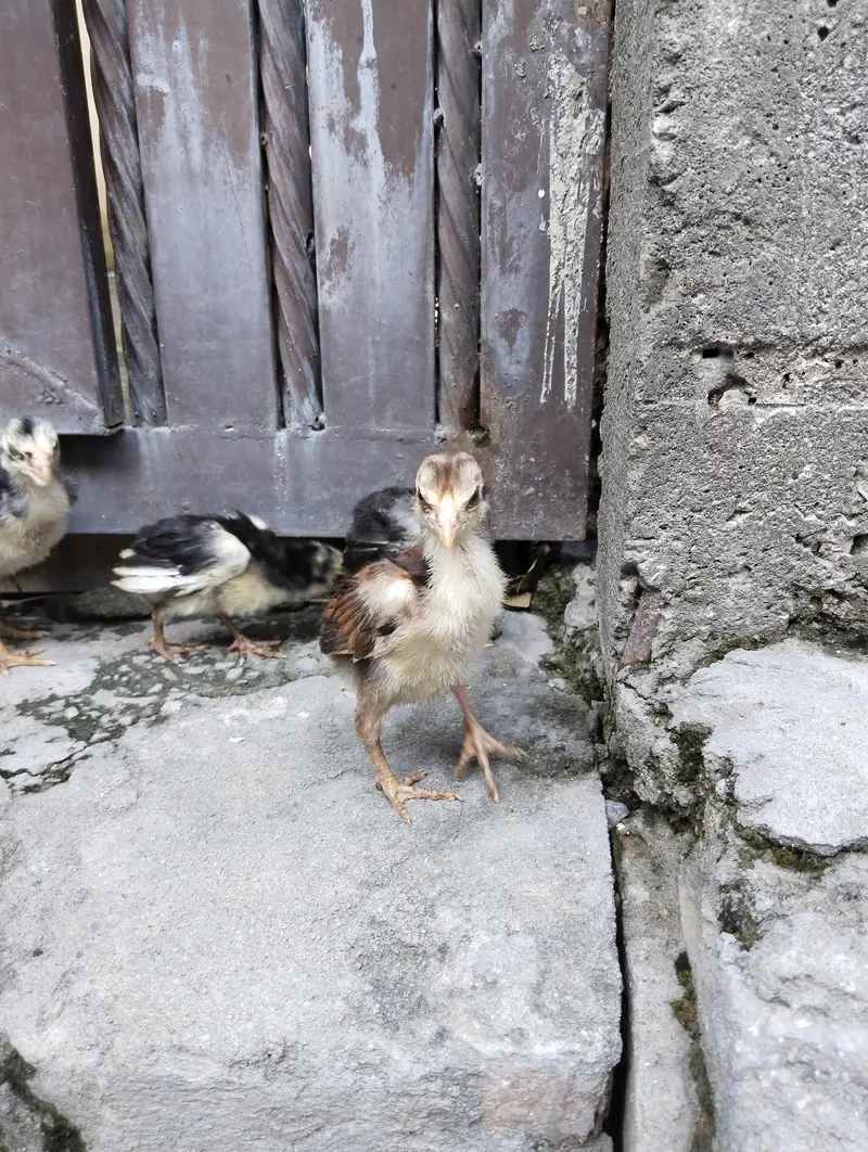 aseel quality chicks for sale only serious buyers contact — photo 2