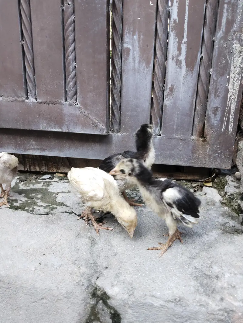 aseel quality chicks for sale only serious buyers contact — photo 3
