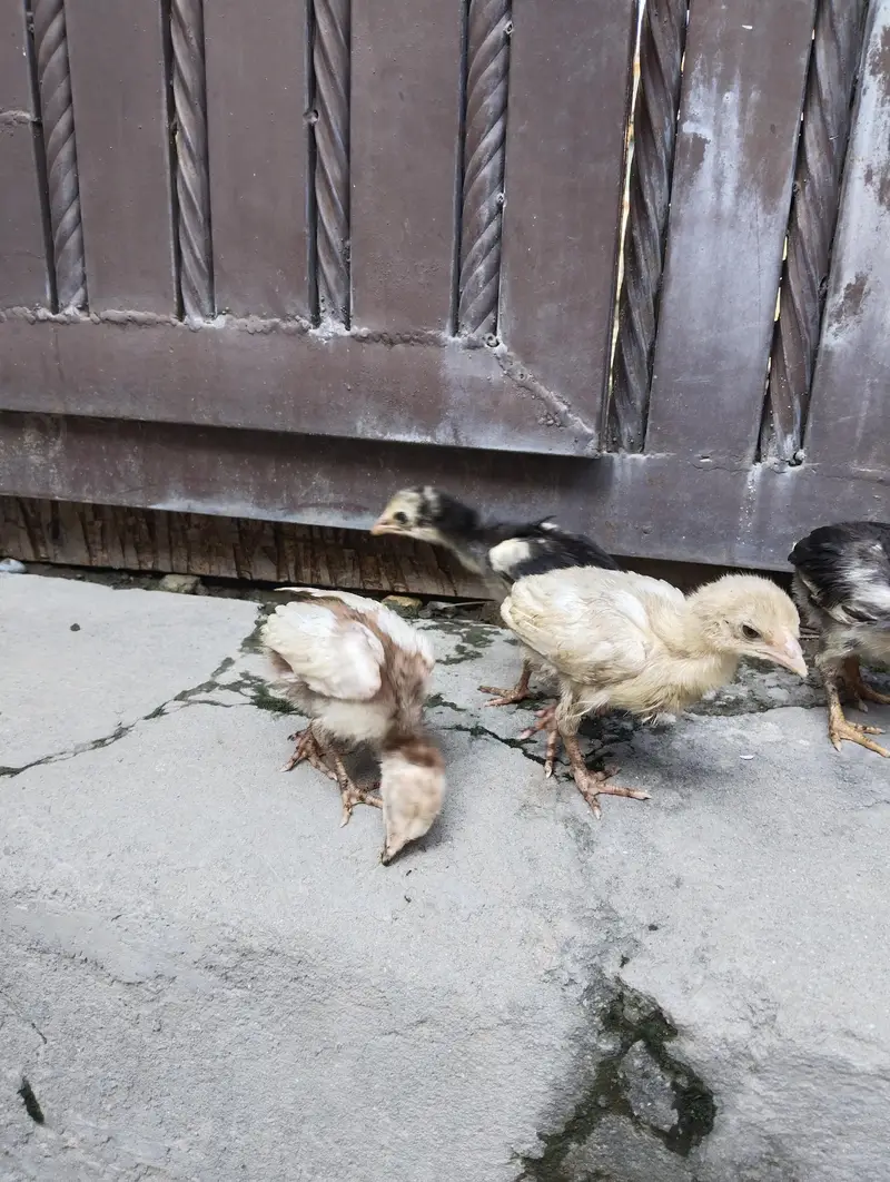 aseel quality chicks for sale only serious buyers contact — photo 4