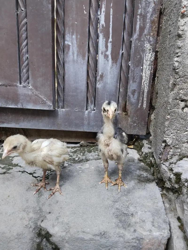 aseel quality chicks for sale only serious buyers contact — photo 5